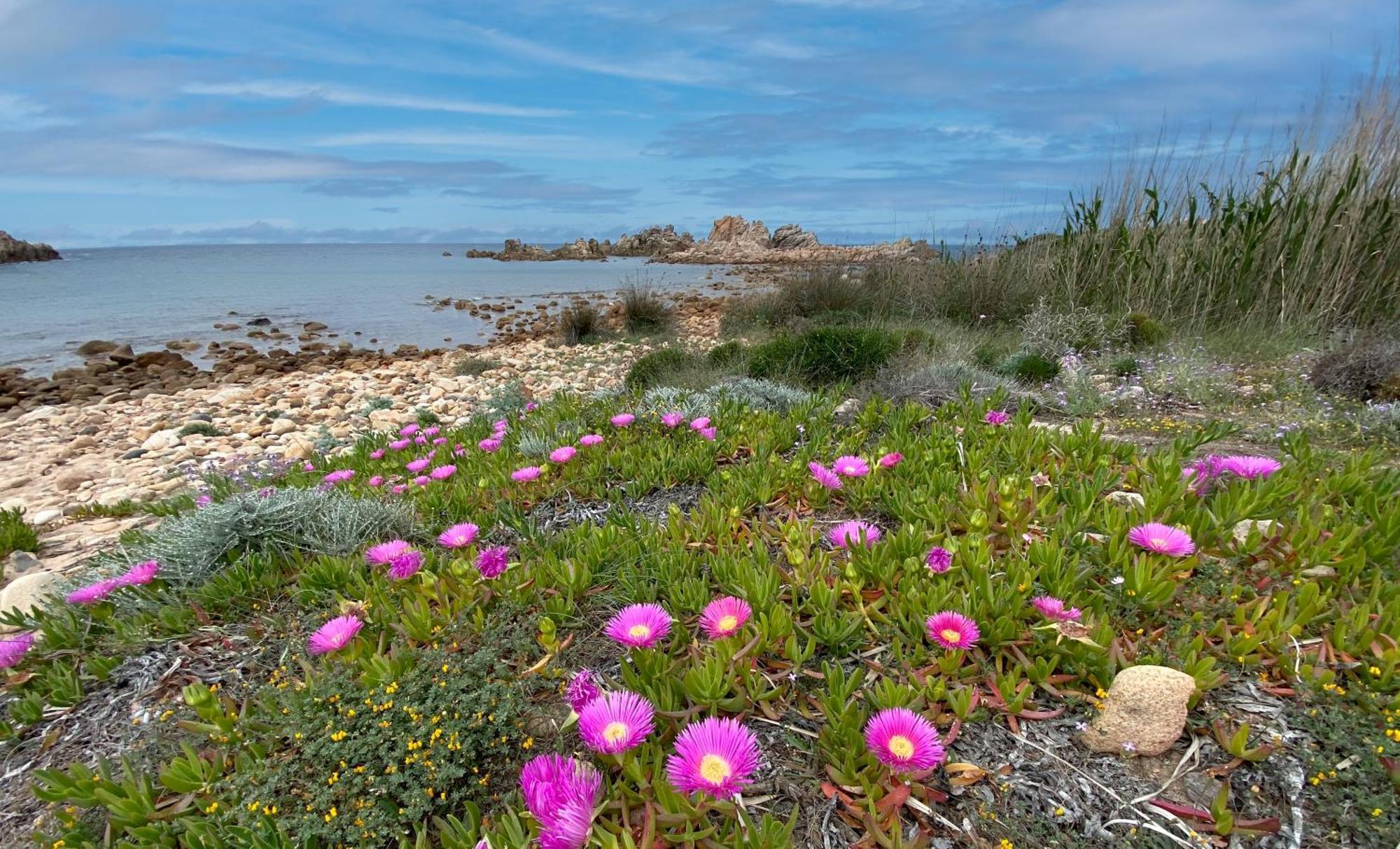 Gli Oleandri Di Calarossa - 5M Walk To The Beach Isola Rossa Eksteriør bilde